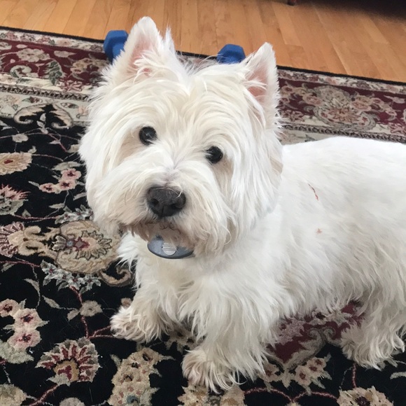 Meet your Posher, Annette - Picture 1 of 1